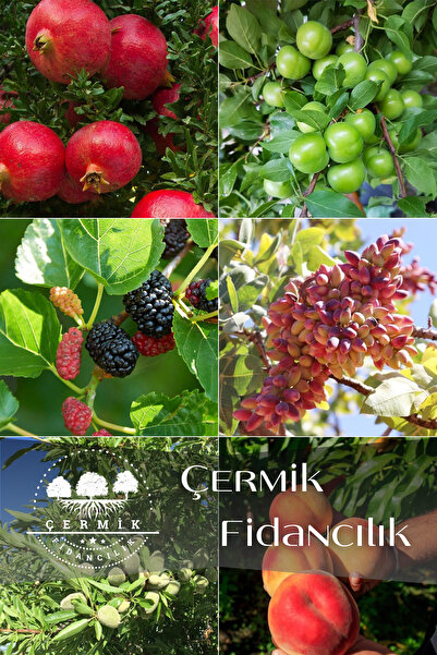 ÇERMİK FİDANCILIK 6 Çeşit Karışık Meyve Fidan Nar , Erik ,Kara Dut , Antep Fı...