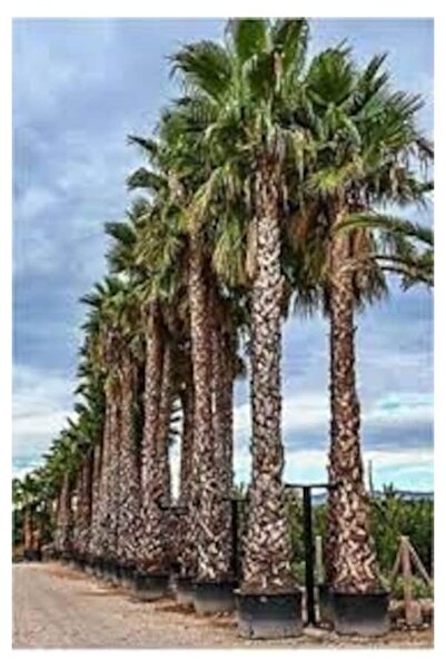 Köy Tohumları 50 Adet Tohum Organik İthal Tohum Cocos Palmiye Ağacı Tohumu Sürpriz Hediye Tohumlu