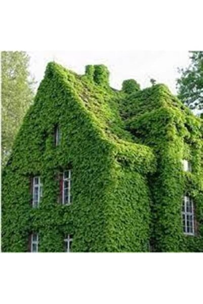 Köy Tohumları 100 Adet Tohum Yeşil Amerikan 4 Mevsim Solmayan Duvar Sarmaşık ...