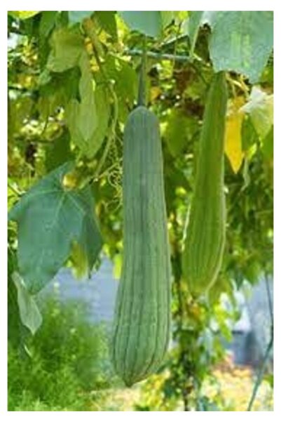 Köy Tohumları 50 Adet Tohum Nadir Lif Sünger Kabak Tohumu Antibakteriyel Bany...