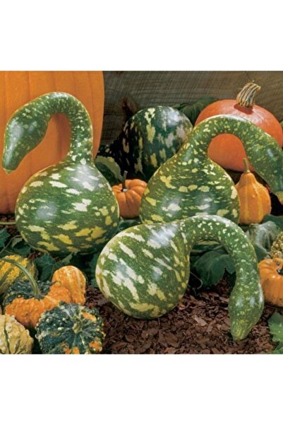 Köy Tohumları 35 Adet Tohum Eğri Süs Su Kabağı Kabak Tohumu  Köy Tohumları Sü...