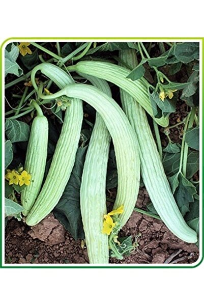 Köy Tohumları 150 Adet Tohum Nadir Yeşil Acur Tohumu Turşuluk Salatalık Acuru...