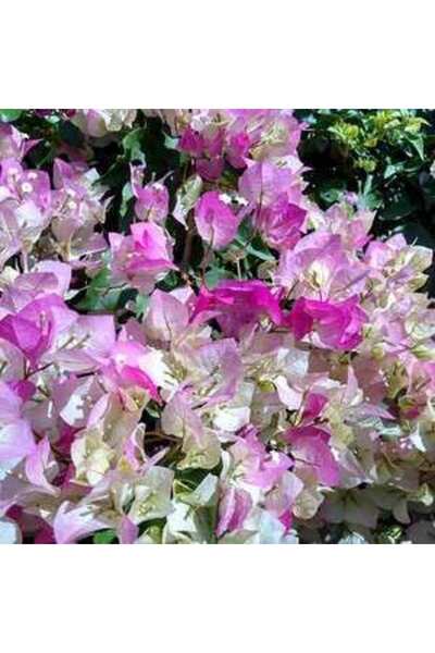 Genel Markalar Tüplü Çift Renkli Alyans Begonvil Çiçeği Fidanı