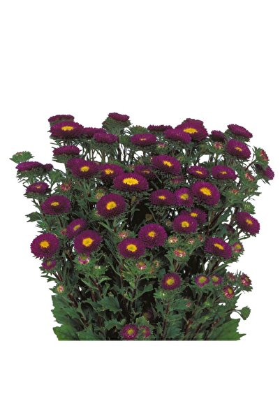 megcito Mor Kasımpatı F1 Tohumu ( 15 Tohum )