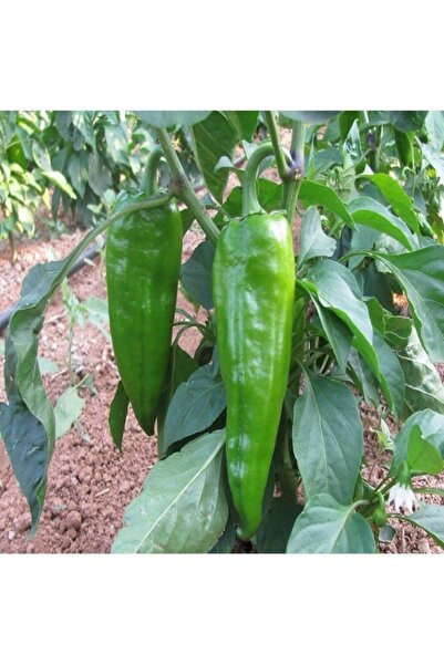 Köy Tohumları 20 Adet Tohum Tatlı Yeşil  Köy Pat Biberi Biber Tohumu Saksı To...