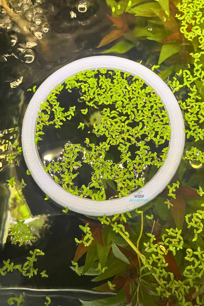 WOOF Akvaryum Su Üstü Bitki Halkası Ve Yem Yedirme Halkası 2 Adet, Balık Yem Yedirme Halkası