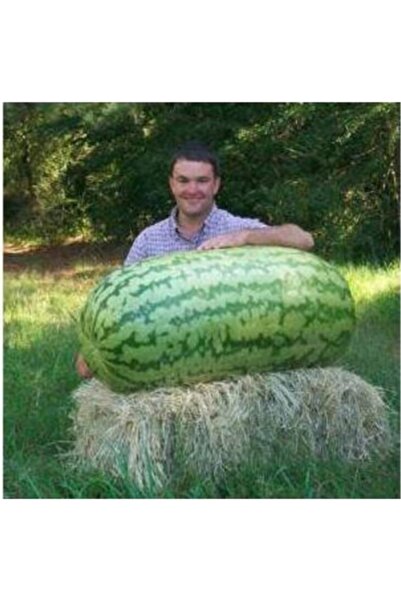 Köy Tohumları 10 Adet Tohum Organik Taze Hasat Diyarbakır Organik Ata Tohum K...