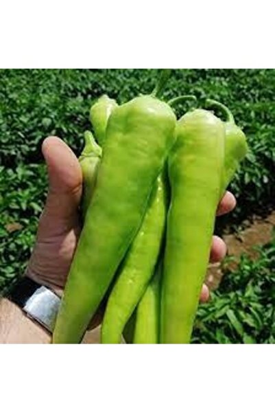 Köy Tohumları 50 Adet Tohum Organik  Ata Tohum Taze Hasat Tatlı Çarliston Bib...