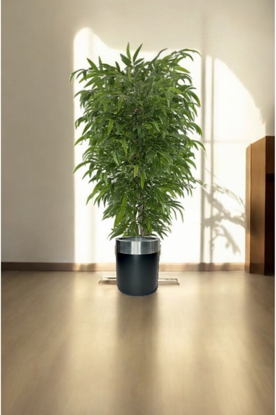 ERHAN FLOWERS ÇİÇEK & DEKORASYON Doğal ağaç gövdeli yapay bambu ağacı darbuka saksıda