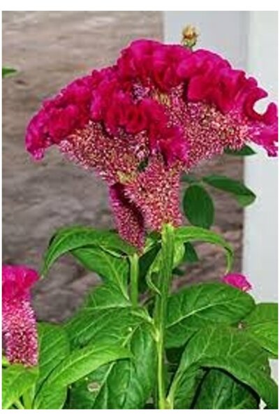 Tohumcumm 10 Adet Tohum Nadir Kırmızı Horoz İbiği Çiçeği Tohumu Hediye Tohumlu