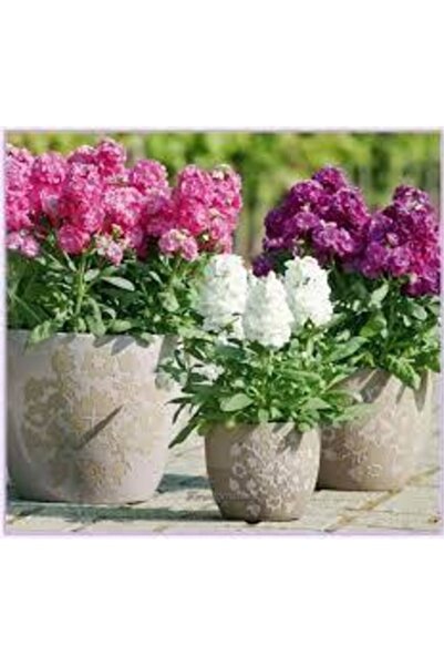 Köy Tohumları 10 Adet Tohum Nadir Karışık Renkli Mis Kokulu Şebboy Çiçeği Toh...