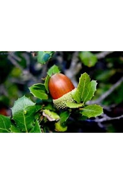 Köy Tohumları 10 Adet Tohum Palamut Ağacı Ağaç Tohumu Kırmızı Palamut Tohumu ...