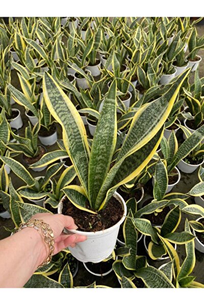 Gardenbox Sarı Renkli Paşa Kılıcı Kılıç Çiçeği 1 ADET Saksılı Fomlu 20-40cm İ...