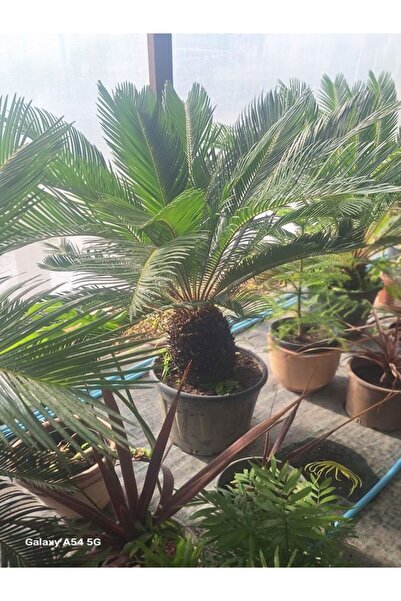 Gardenbox Cycas Revoluta-Sikas - Japon Sago Palmiyesi - Gövde Boyu 60-80 Cm