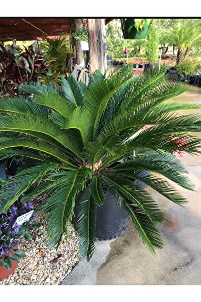 serada decor & plant Büyük Boy Fomlu Sikas Japon Sago Palmiyesi 70-10Cm İç Dı...