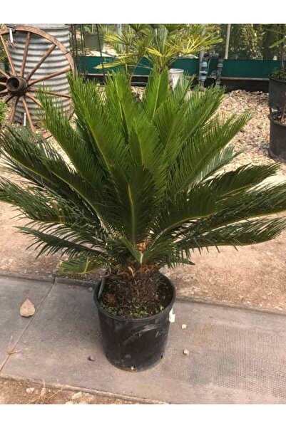 Gardenbox Büyük Japon Sago Palmiyesi Sikas 1 ADET Saksılı 80-100cm (Cycas)