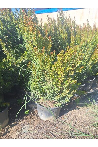 Gardenbox Büyük Boy Canlı Şimşir Fidanı 1 ADET Saksılı 20-40cm Dış Mekan Çiçeği