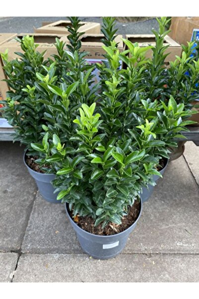 Green Form 3 Potted Crispy Tafflan Flowers 30-40cm