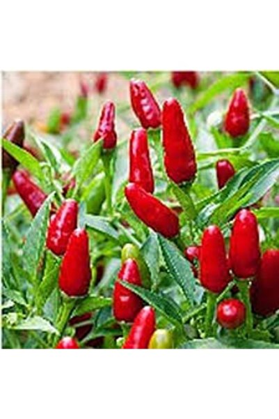 Köy Tohumları 20 Adet Tohum Uzak Doğu Zehir Acı Tayland Acı Kırmızı Süs Biberi Biber Tohumu Saksı Toprak