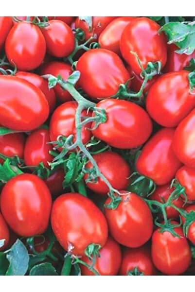 Köy Tohumları 100 Adet Tohum Organik Kırmızı Rio Grande Yumurta Domates Tohum...