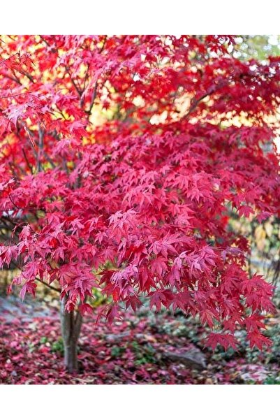 Köy Tohumları 5 Adet Tohum Nadir Kırmızı Akçaağaç Akça Ağaç Tohumu Hediye Tohumlu