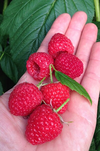 ÇİÇEKFLİX Tatlı Aşılı Dikensiz  Ahududu crimson cins açık kök dikime hazır 60...