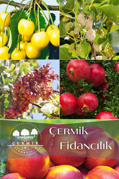 ÇERMİK FİDANCILIK 5 Çeşit Karışık Meyve Fidanı Nektarin ,antep Fıstığı , Nar, Dut Ve Beyaz Kiraz