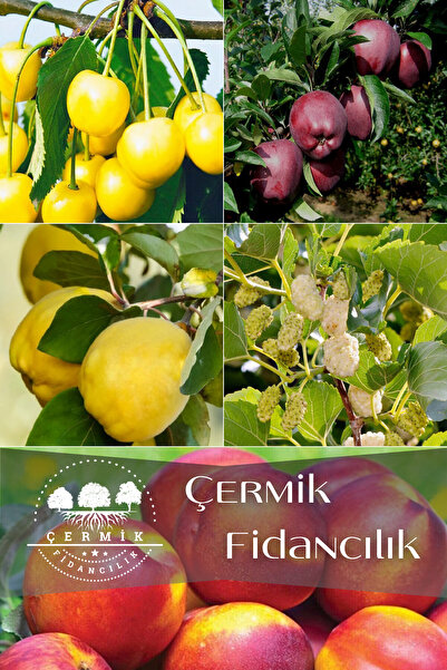 ÇERMİK FİDANCILIK 5 Çeşit Karışık Meyve Fidanı Kırmızı Elma , Beyaz Kiraz , A...