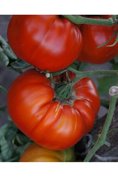 Köy Tohumları 20 Adet Tohum Organik Oturak Kırmızı Oturak Ankara Ayaş Köy Dom...