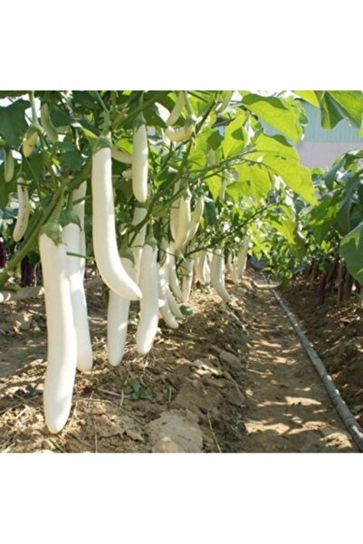 Köy Tohumları 20 Adet Tohum Organik Hasat Tayland Kemer Beyaz Patlıcan Tohumu...