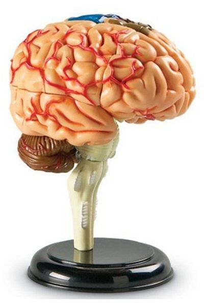 Learning Resources Human Body - Brain - 31 pieces - Educational set