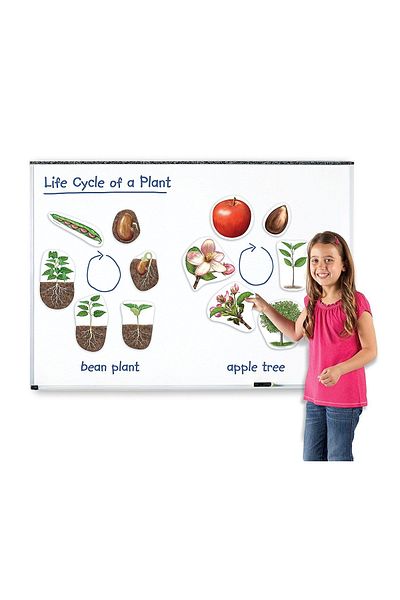 Learning Resources Ciclul vietii plantei - set magnetic