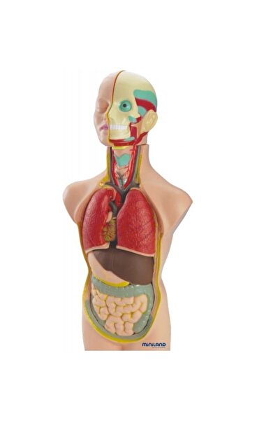 Miniland Sada pro anatomii člověka 50 cm