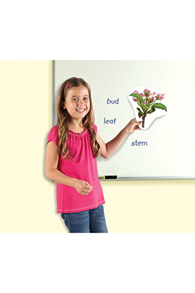 Learning Resources Životní cyklus rostliny - magnetická sada