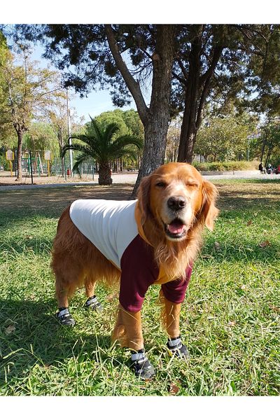 bubblecutepaw Patici Combed Cotton Dog Sweatshirt