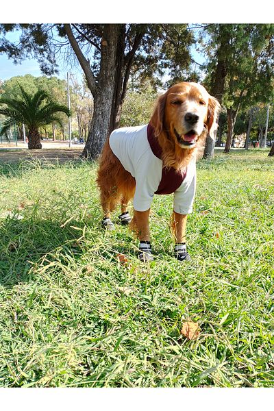 bubblecutepaw Patici Combed Cotton Dog Sweatshirt