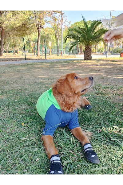 bubblecutepaw Patici Combed Cotton Dog Sweatshirt
