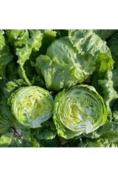 Tohumcumm 50 Adet Tohum Yerli Organik Aysberg Göbekli Göbek Marol Marul Tohum...