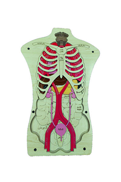 şamaksesuar Öğrenme Ahşap Arapça Insan Vücudu Anatomisi Puzzle ( 60 X 40 CM )