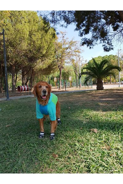 bubblecutepaw Patici Combed Cotton Dog Sweatshirt
