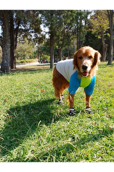 bubblecutepaw Patici Combed Cotton Dog Sweatshirt