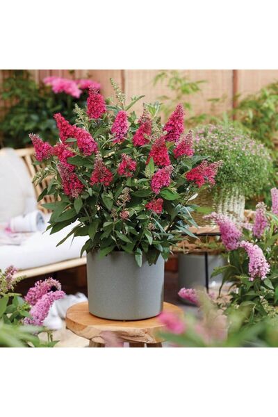 bahçevilya Yakut Renkli Kelebek Çalısı - Kırmızımsı Çiçekler Ve Doğal Kele 1-2 Yaş Arası Saksılı