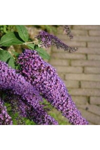 bahçevilya Mor Kelebek Çalısı Fidanı (Saksılı) - Hoş Kokulu ve Kelebekleri Çeken Çalı 1-2 yaş arası saksılı
