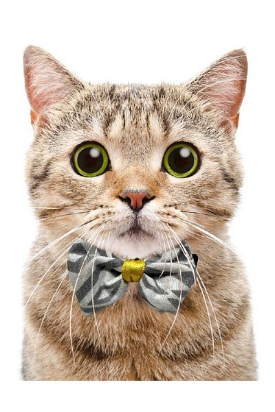 Aka Cat Collar with Bow Tie Adjustable and Bell-1Cm En Black-Yellow-Red-Blue-Pink-Green-Turquoise