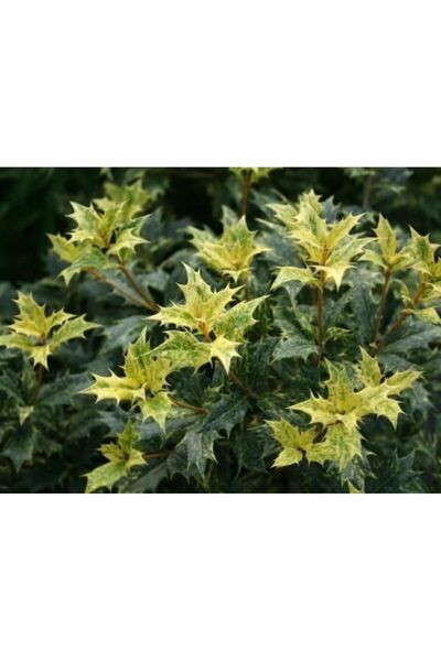 bahçevilya Osmanthus heterophyllus Alacalı Fidan - Aromatik ve Göz Alıcı Çalı...