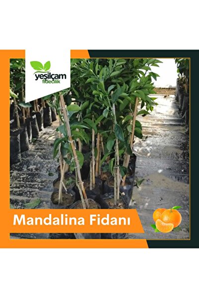 Genel Markalar Mandalina Fidanı