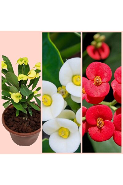 Yades 3 adet 5.5 saksıda Sarı, Kırmızı ve Beyaz dikenler tacı 3 ayrı dikenler...