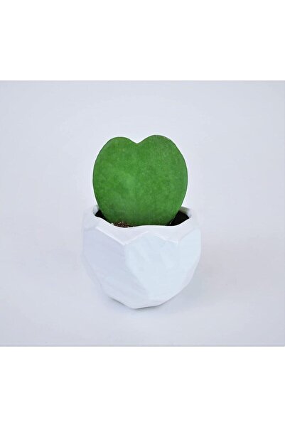 Yades Geometrik Beton Saksıda Hoya Kerrii Kalp Kaktüsü