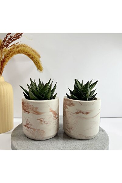 Sukulent Canlı Çiçek Ve Geometrik Saksı Haworthia Limifolia Bronz 2'li Silind...