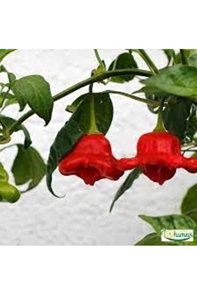 Köy Tohumları 150 Adet Tohum Orghanik Nadir Organik Hasat Taze Tohum Acı Gül Biberi Kırmızı Gül Biber Tohum